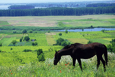 a herd of cattle grazing on a lush green field