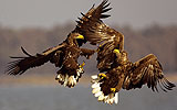Credit: Nationalpark Donau-Auen/Hoyer
