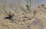 © Ecological Movement of Moldova
