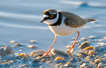 a bird standing next to a body of water