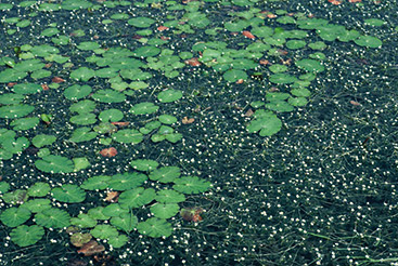 © WWF/Canon/Klaus Henning Groth a group of green grass