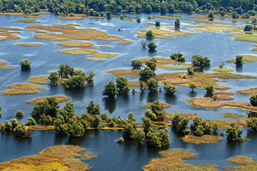 a herd of sheep walking along a river next to a body of water