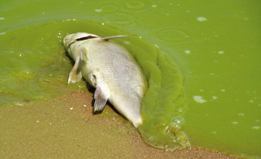 a dog swimming in a body of water