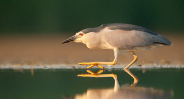 © Zsolt Kurdich/ICPDR a close up of a bird