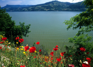 a group of bushes in front of a body of water