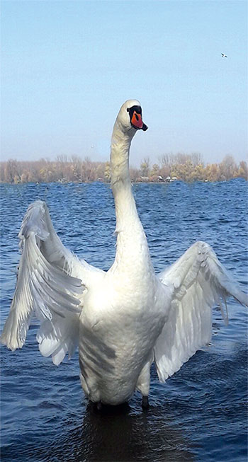 a swan swimming in a body of water