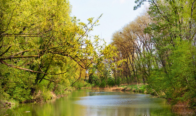 a body of water surrounded by trees