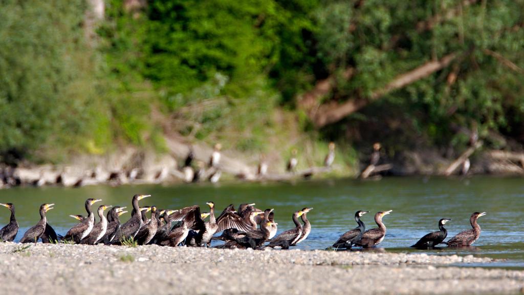 A flock of birds on a riverbank of the Danube in Croatia  