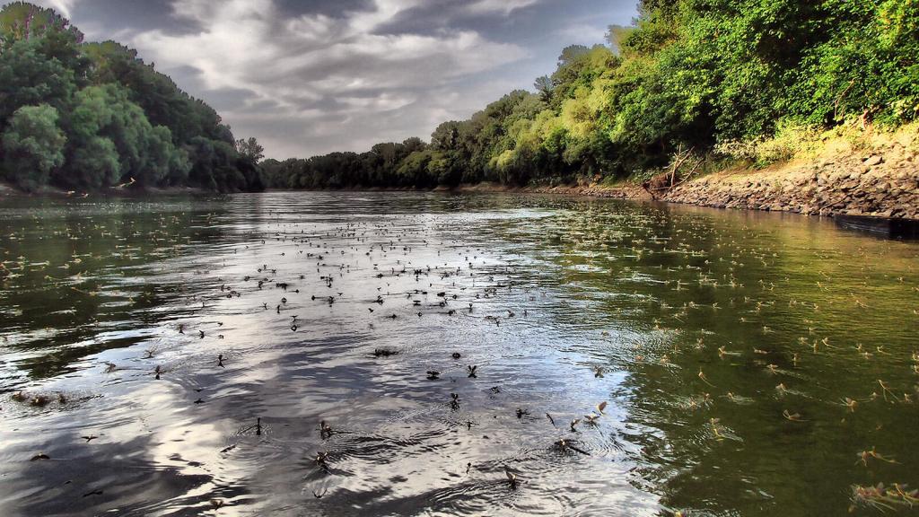 Mayflies on the river 