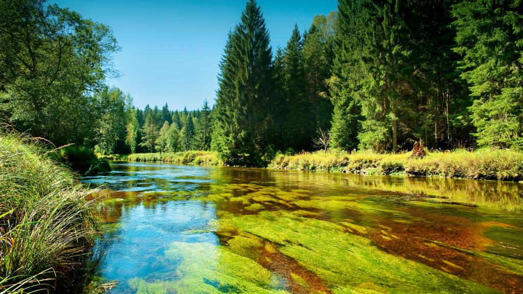 Water scenery in the Czech Republic with a body of water surrounded by trees