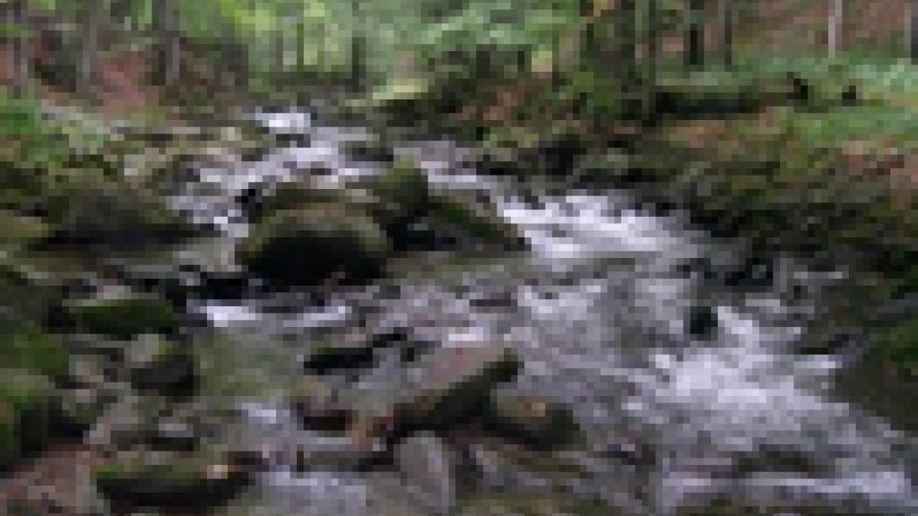 a river running through a forest