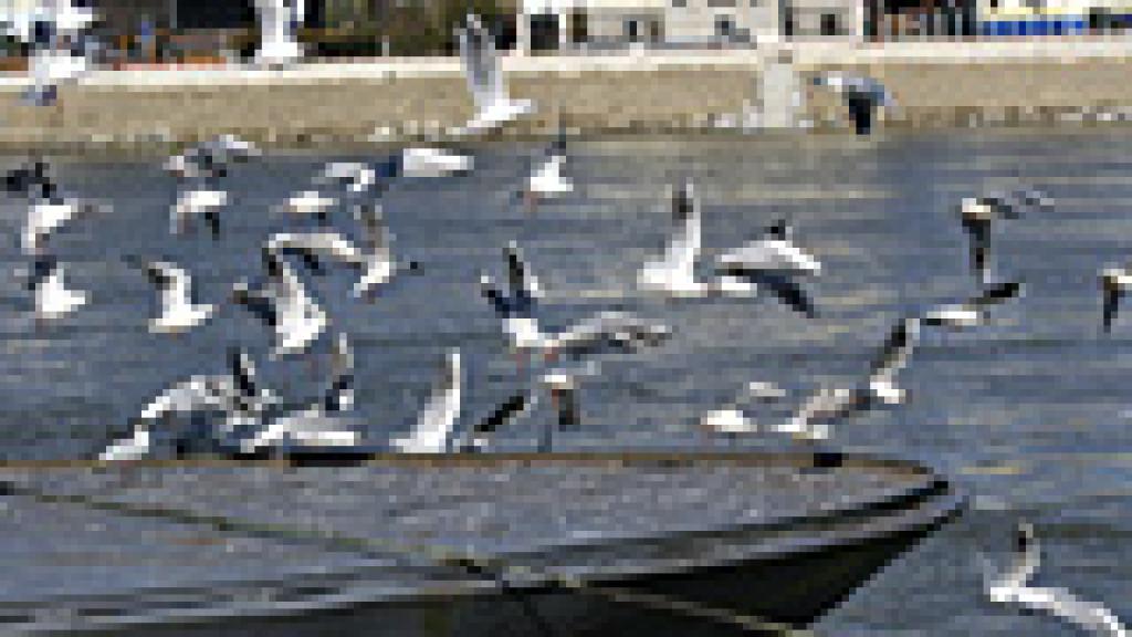 a flock of seagulls next to a body of water
