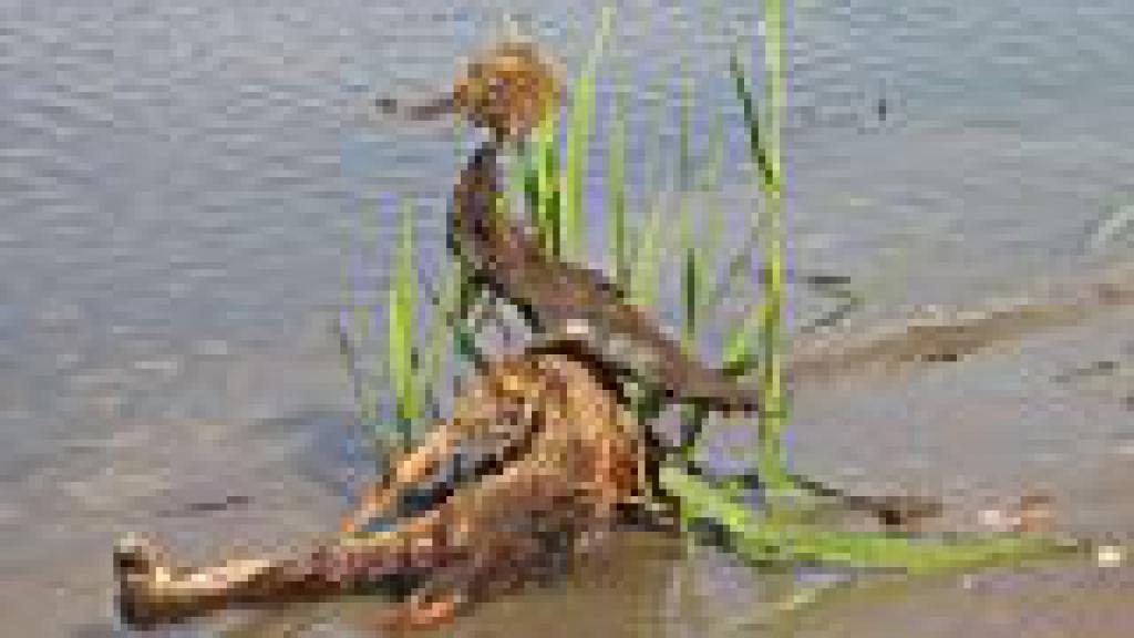 Artwork of a bird sitting on top of a body of water