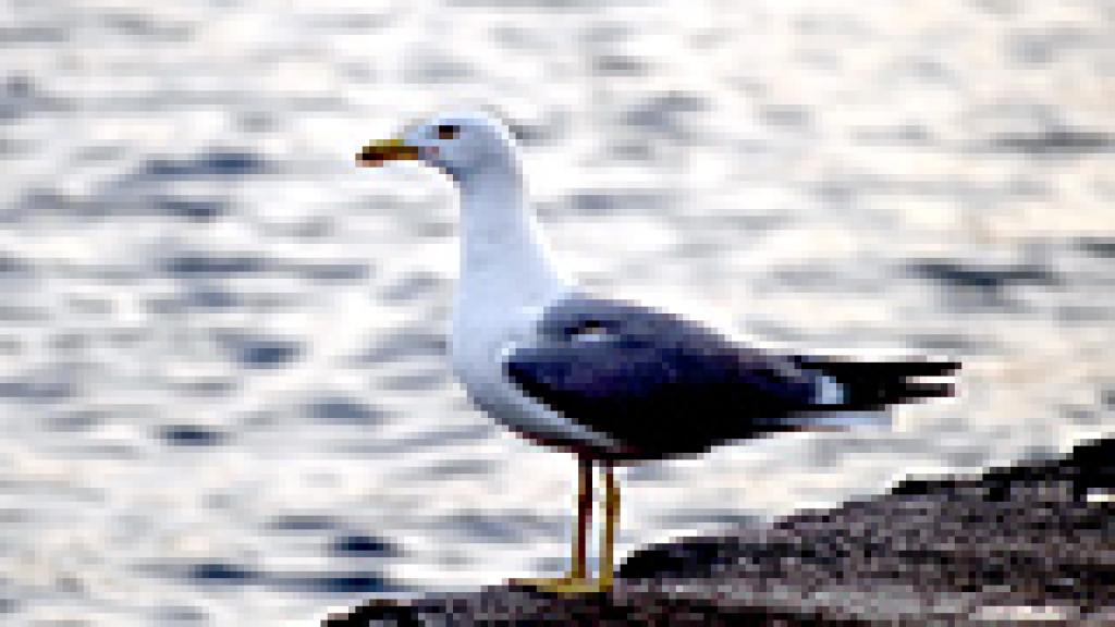 a bird standing next to a body of water