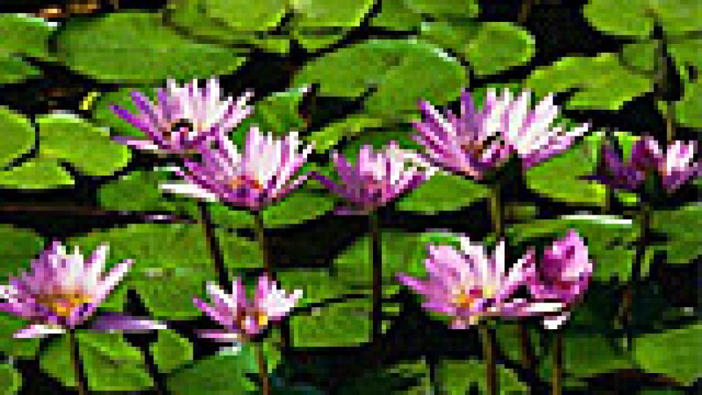 Close up of lily pads