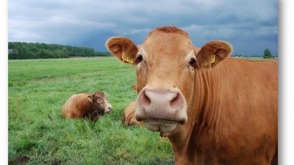 a brown cow standing on top of a grass covered field