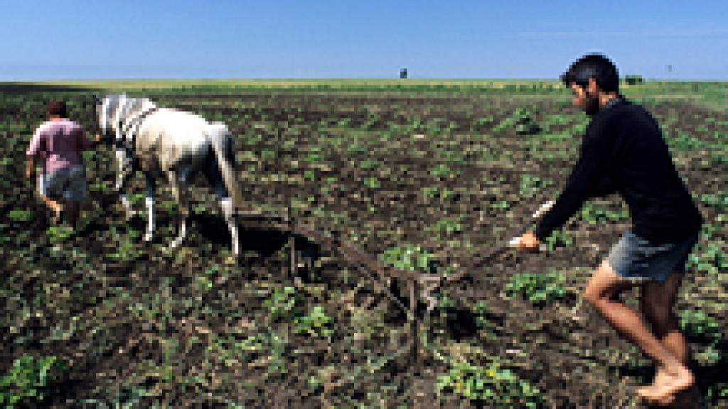 A man plowing a field