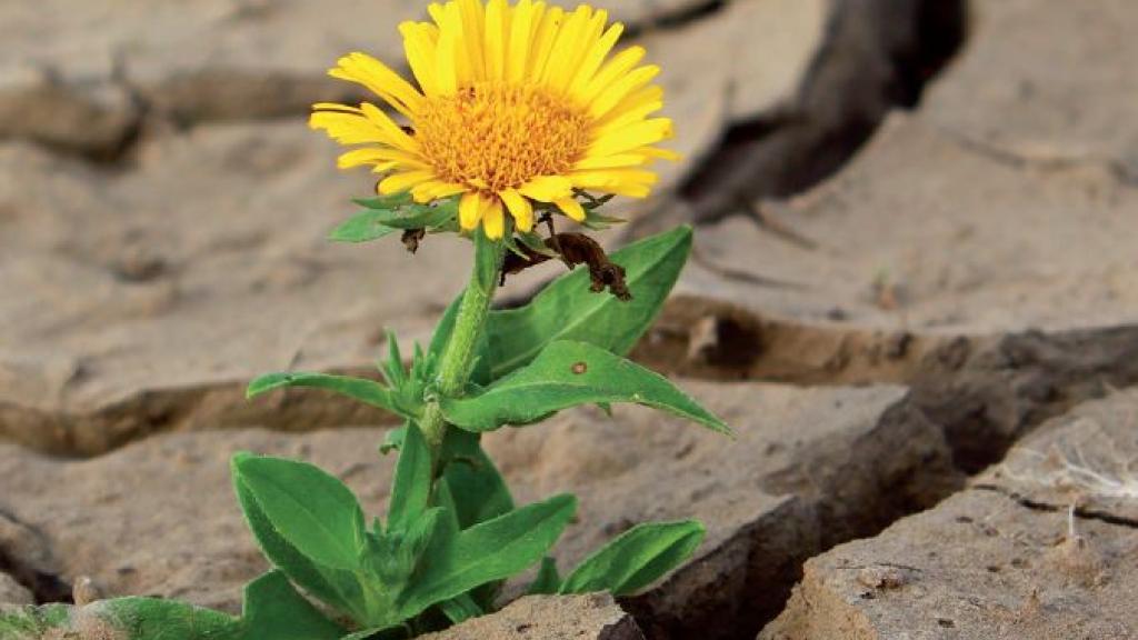 Lone flower growing in dry dirt.