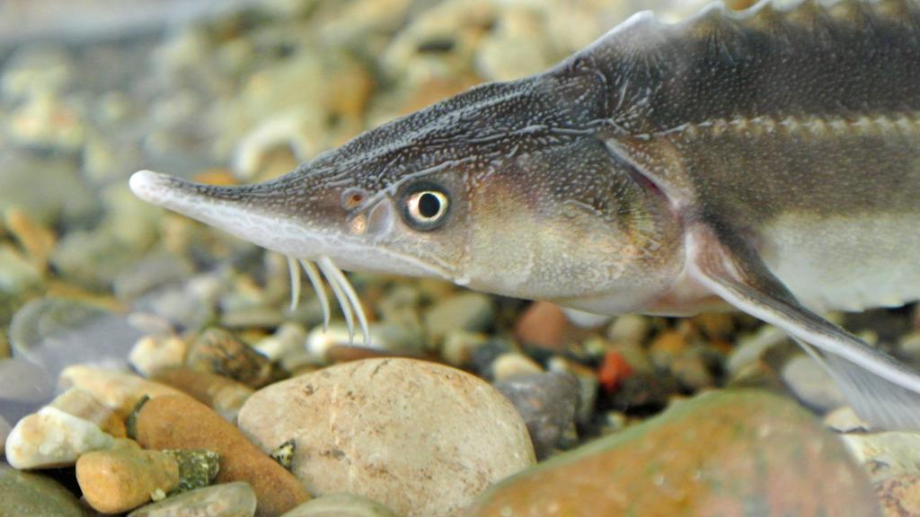 a close up of a sturgeon
