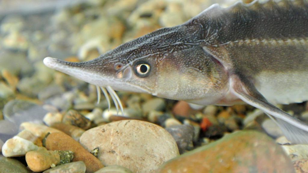 a close up of a sturgeon