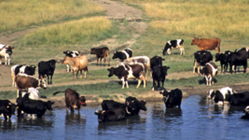 a herd of cattle standing on top of a river