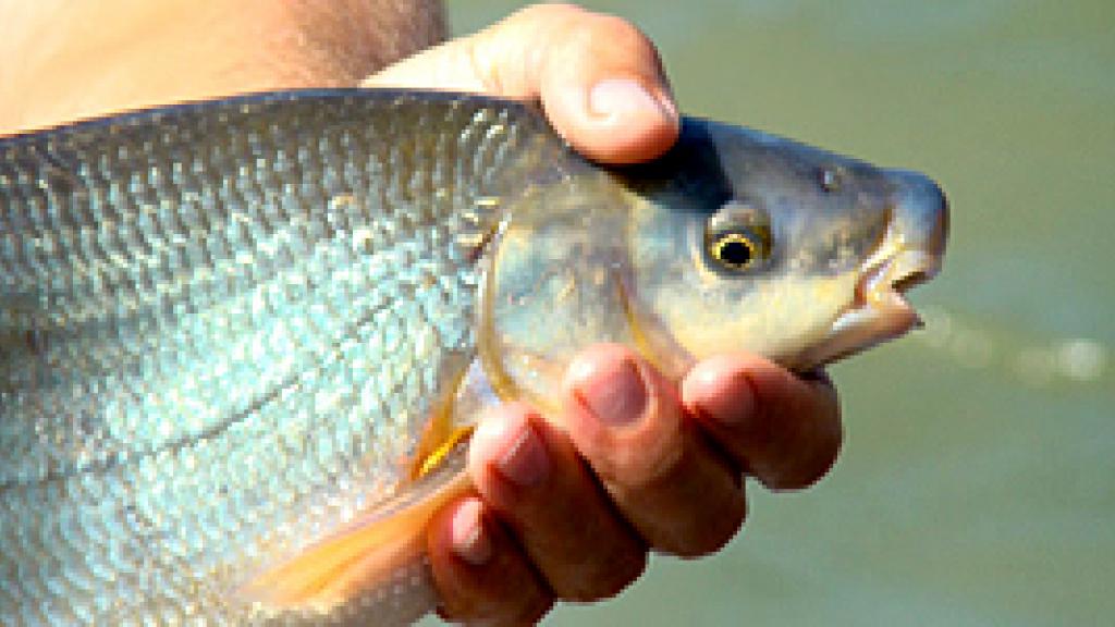 a hand holding a fish