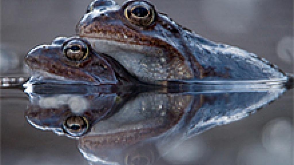 A close up of two frogs