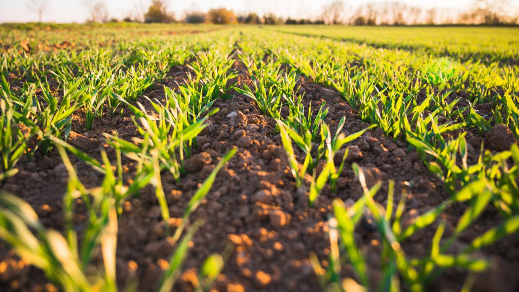 Close up of planted field.