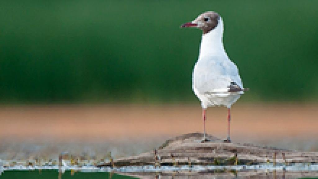 a bird standing next to a body of water