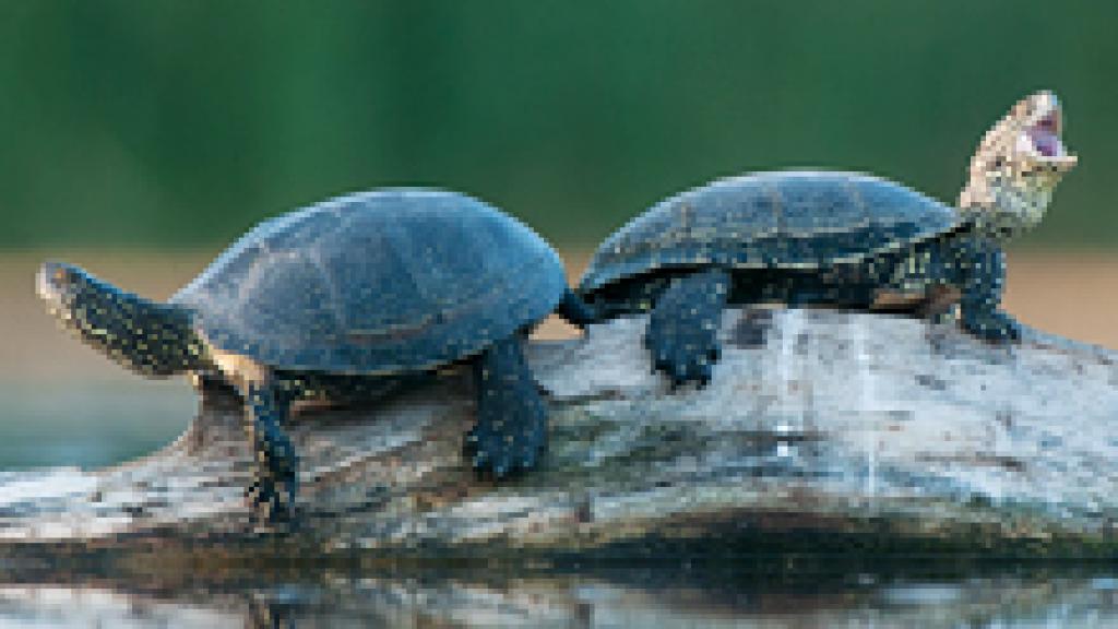 two turtles on a piece of wood
