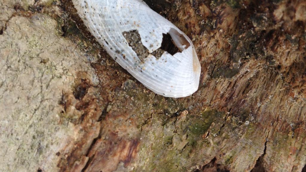 Close up of cracked seashell