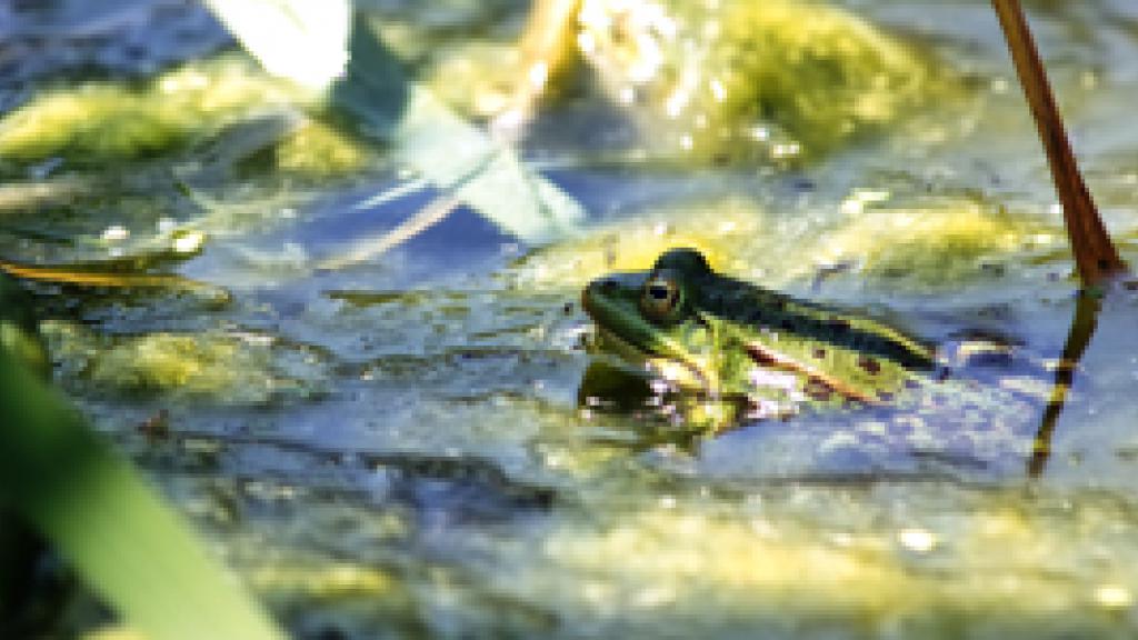 Close up of a frog in water