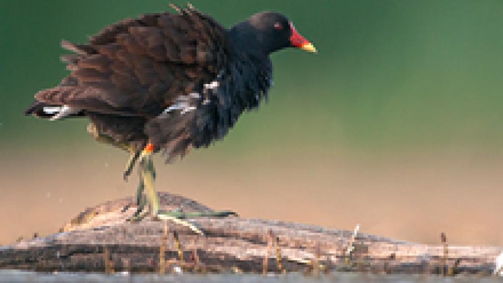 a bird standing next to a body of water