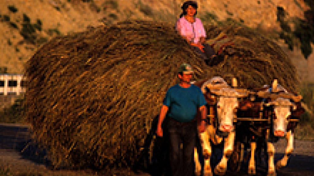 A man leading a cart being pulled by bulls