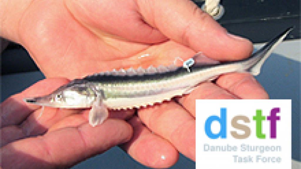 Sturgeons in the Danube Basin  ICPDR - International Commission for the  Protection of the Danube River