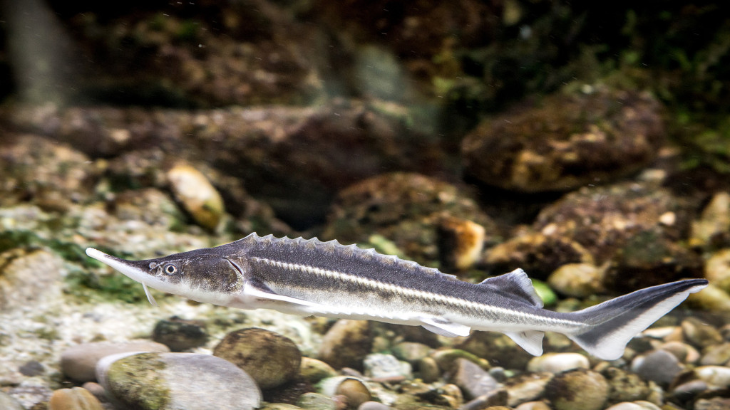 A close up of a Sturgeon