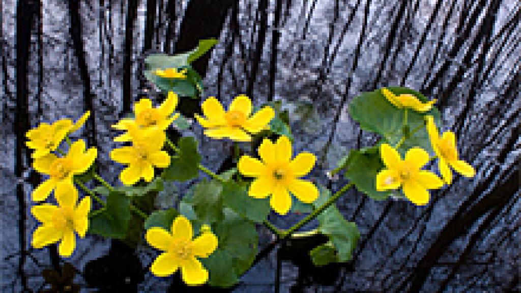 a close up of a flower