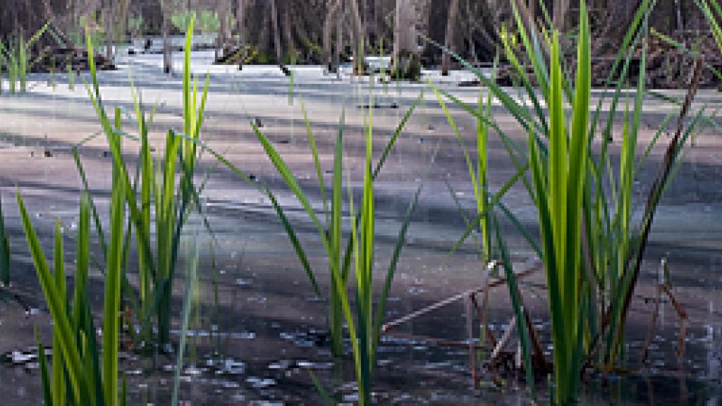 Close up of a plants