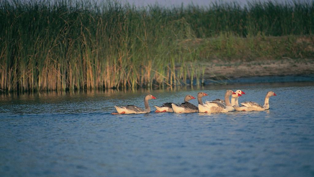 A gaggle of geese swimming in a body of water