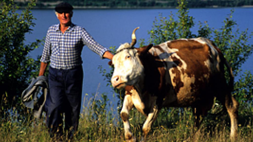 a man standing next to a cow