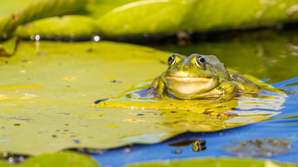 a frog sitting on a leave in the water