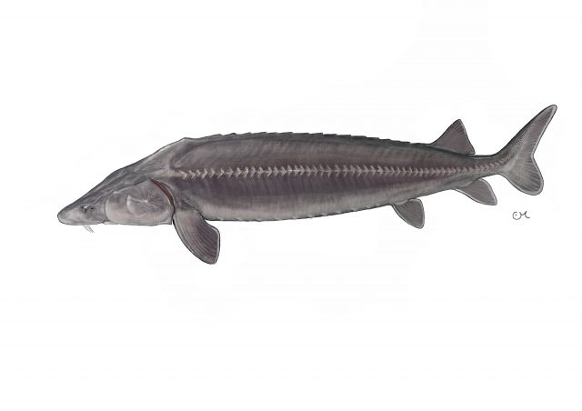 Illustration of a ship sturgeon showcasing its long body and bony features..