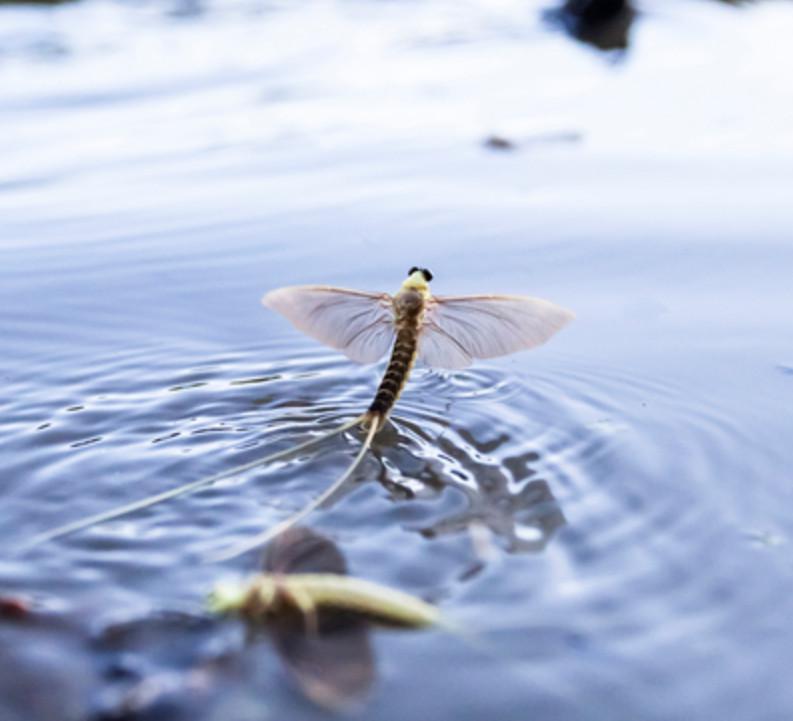 Dragon fly over water
