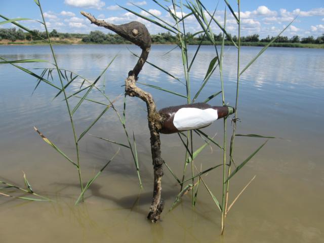 a bird sitting on top of a body of water