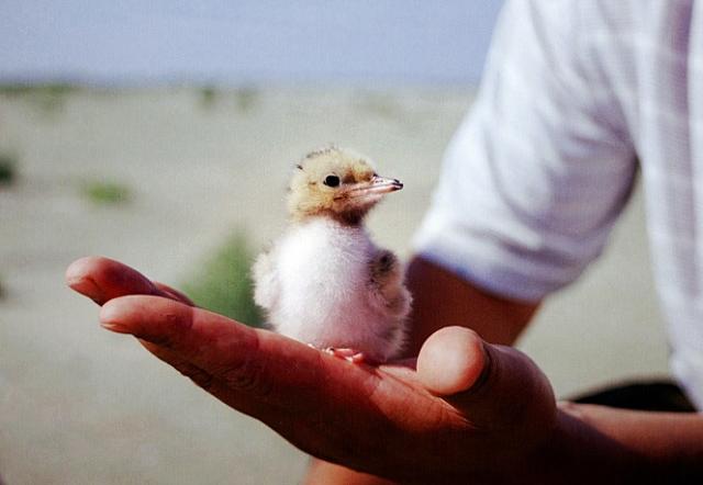 a hand holding a bird