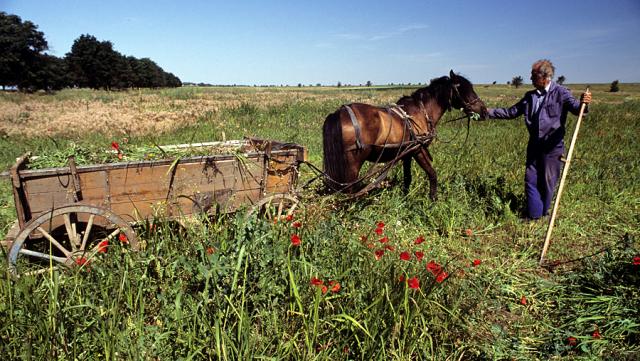a horse pulling a carriage with a green field