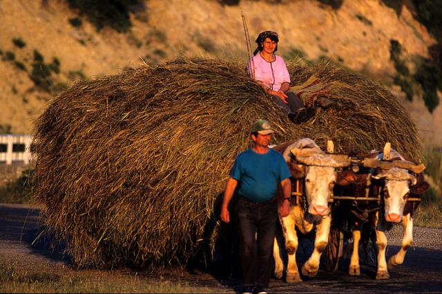 a man holding an oxcart