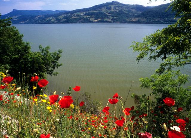 a close up of flowers in front of a body of water