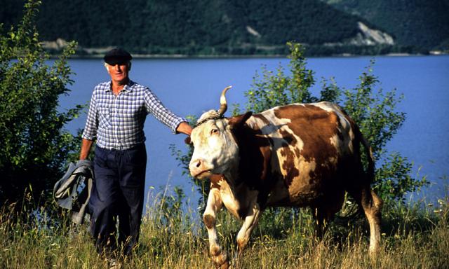 a man standing next to a cow