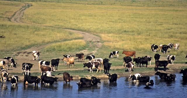 a herd of cattle standing on the shore of a body of water